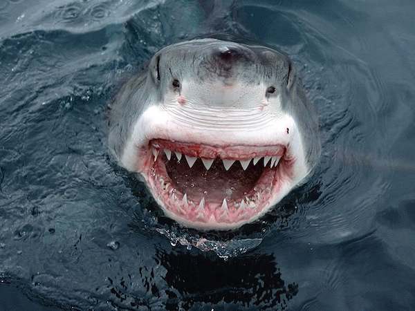 0505ctt-shark-bioceramics-lo-res.jpg