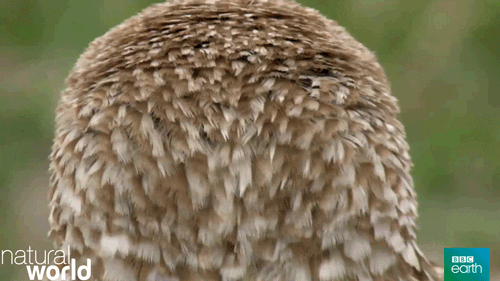 1000043904.gif