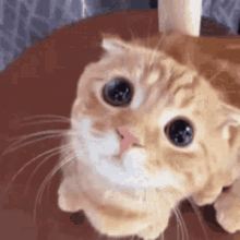 1000130959.gif