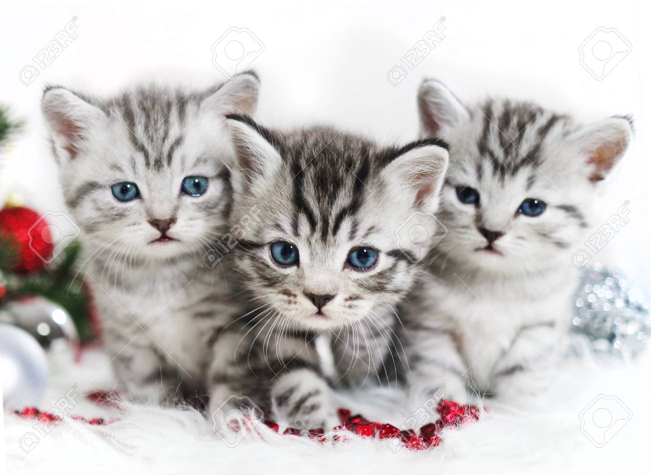 90160988-kittens-are-walking-in-the-new-year-scottish-british-kittens-striped-christmas-poster.jpg