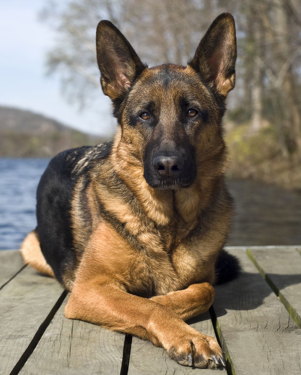 best-guard-dog-breeds-german-shepherd-1648471417 (1).jpg