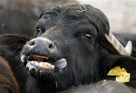 buffalo.jpg