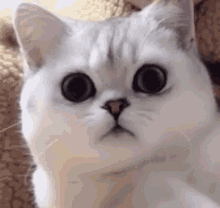 cat-watching-cat-fun.gif