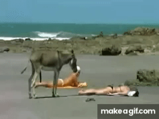 cC8T_U.gif
