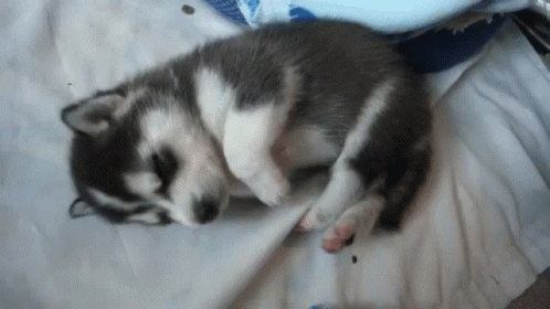cute-puppy-adorable.gif