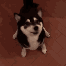 excited-excited-dog.gif