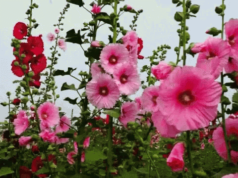 f7f28642a2fc9304bebab351ddc38391.gif