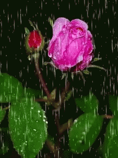 FF1A5D82-25B3-4D86-99A1-BE640E667E2E.gif