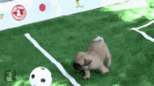 football.gif