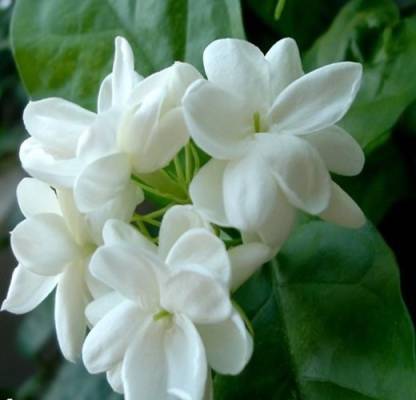 futaba-100-jasmine-flower-original-imaeg7dktaezdagp.jpeg