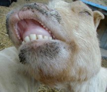 goldie-smile-1.jpg