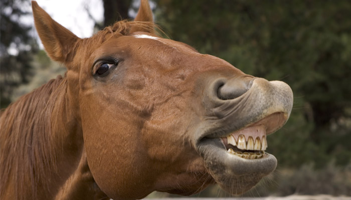 horse-teeth.jpg