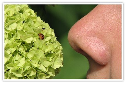 Human-body-nose.jpg