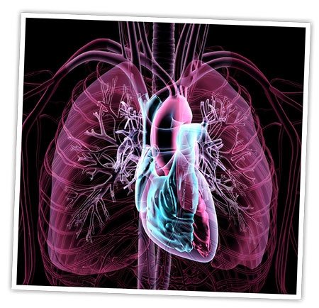 Human-body-x-ray-of-chest.jpg