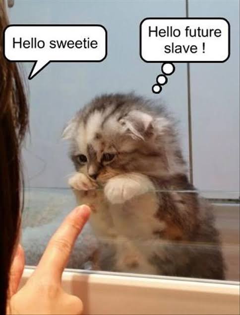 images (11).jpeg