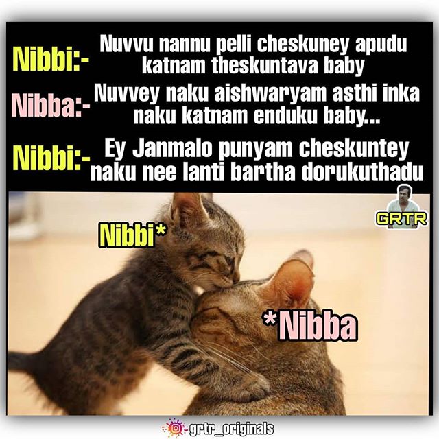 nibb2.jpg