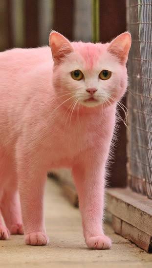 pink cat.jpg