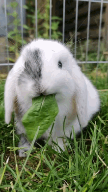 rabbit-eating.gif