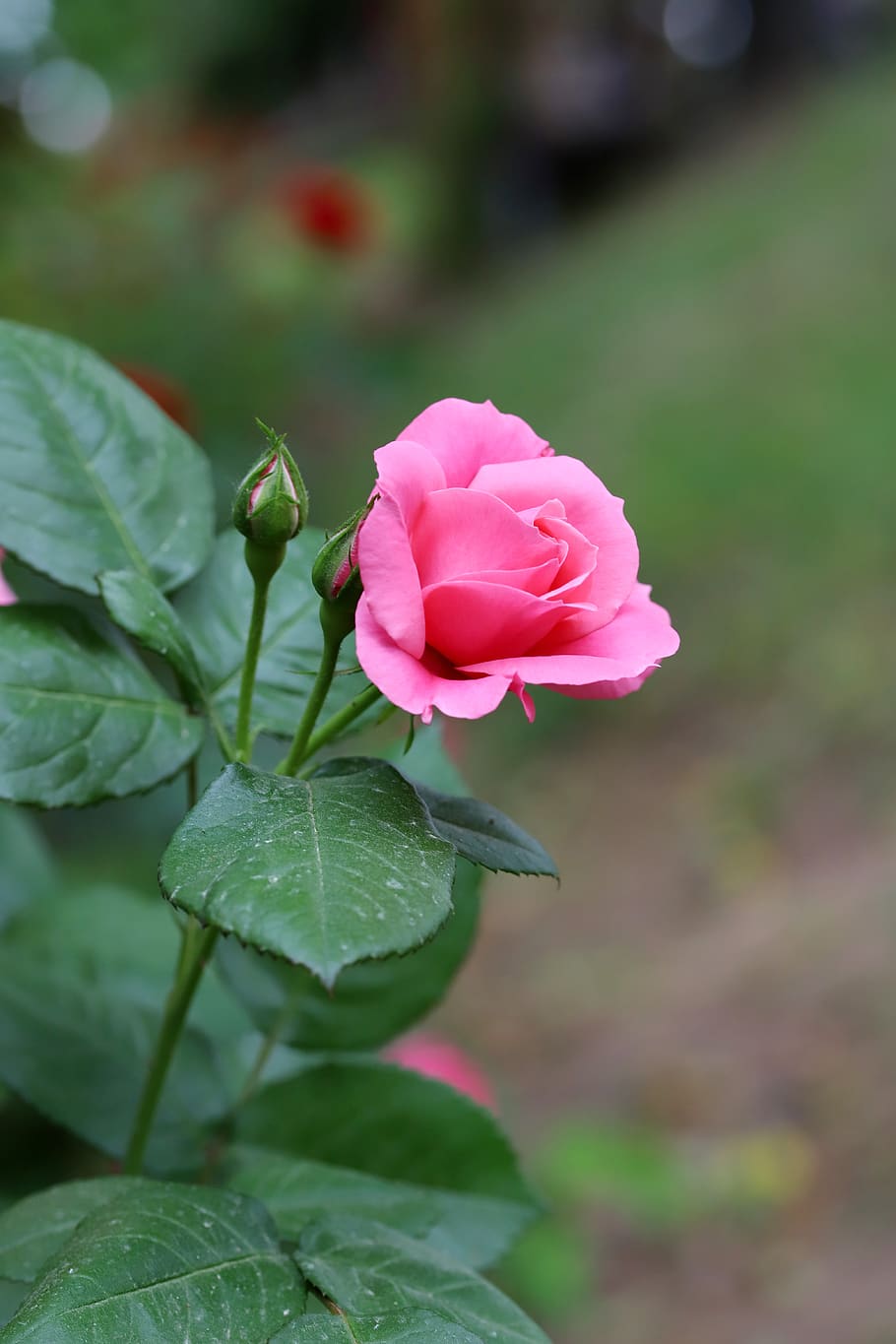 rose-petal-flowers-beautiful-pretty-flowers-nature.jpg