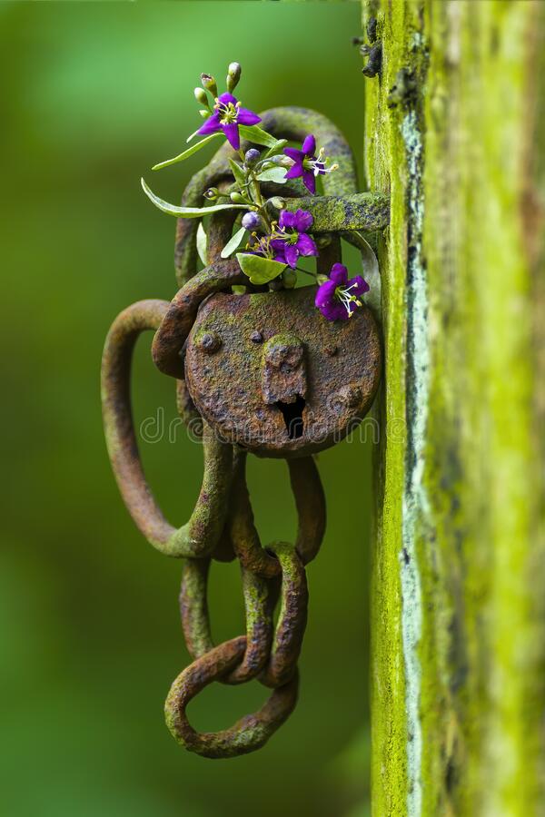 rusted-lock-purple-flower-forest-one-rusted-lock-purple-flower-forest-249899532.jpg