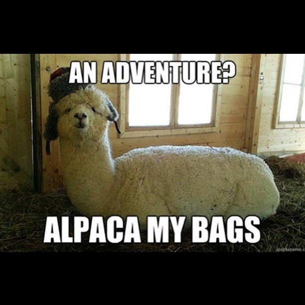 Silly-Animal-Memes (1).jpg