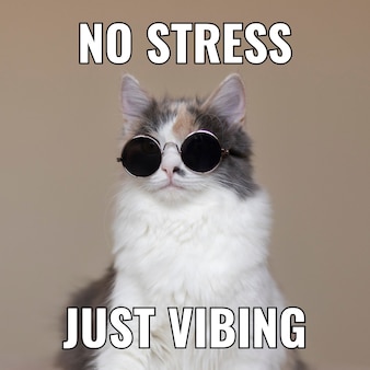 simple-vibing-cat-square-meme_742173-4493.jpg