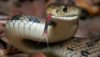 _105597048_snakes8.jpg