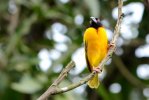 village-weaver-black-headed-male-breeding-plumage-cameroon-54012371.jpg