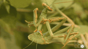 DL420-Mantis-female-eats-male-from-below.gif