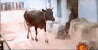 vadivelu-kovil.gif