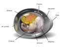 xebaa1-1000px-Chicken_egg_diagram.png xebaa1-1000px-Chicken_egg_diagram.png