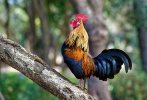 xebaa1-Junglefowl_on_tree_2.jpg