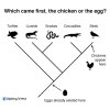 sketchingscience-chicken-or-egg-evolution.jpg sketchingscience-chicken-or-egg-evolution.jpg