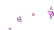 borboletas-butterflies (4).gif
