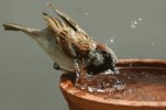 world-sparrow-day-1521536438.jpg