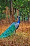 220px-Peacock_by_Nihal_jabin.jpg