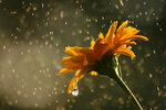 1869890646-Flowers_in_Rainy_Season-9.jpg 1869890646-Flowers_in_Rainy_Season-9.jpg