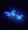 giphy (4).gif