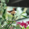 8bbafe094599a9036e60a38a71fcc3df47cc0b8e408625f0c81f1720d4da5598.0.GIF