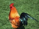 rooster-Rhode-Island-Red-roosters-chicken-domestication.jpg rooster-Rhode-Island-Red-roosters-chicken-domestication.jpg