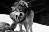 Amazing-Wolves-image-amazing-wolves-36734957-500-333.jpg