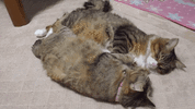 1000007247.gif