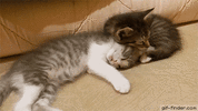 1000007248.gif