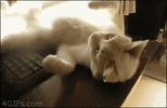 1000007249.gif