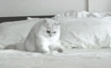 white-cat-in-a-gif-looking-for-something-frantically-on-the-bed.gif