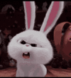jpeg-optimizer_confused-little-bunny-snowball-41dm7aut76ohwqyb.gif