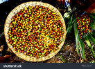 stock-photo-farm-fresh-indian-jujube-fruits-plucking-and-eating-in-my-village-1328701328.jpg
