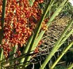 471px-Wild_Data_Palm-Yucatan-fruits-spines.jpg