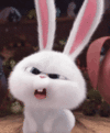 bunny-what.gif