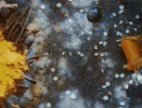 anushka-coconut-scene-from-arundhati-sweety.gif